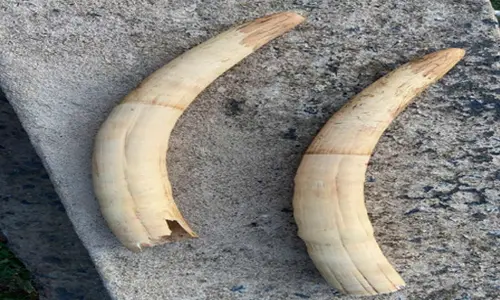 Man arrested for involvement in wildlife crimes; elephant tusks valued at Rs 50 lakh recovered
