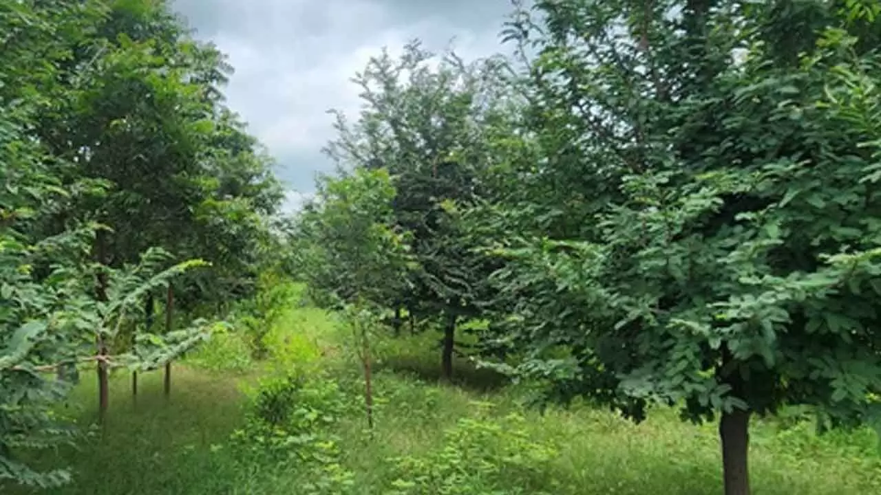 ‘Sindoor Van’ to honour armed forces in Gujarat, 20 acre forest project announced ‘Sindoor Van’ to honour armed forces in Gujarat, 20 acre forest project announced