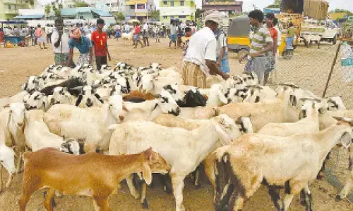 Sheep prices see sharp spike ahead of Bakrid