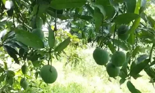 TN farmers to hold statewide protest on June 10 over mango price crash