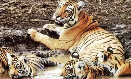 ‘Vantara’ model: Delhi Zoo set for world-class makeover