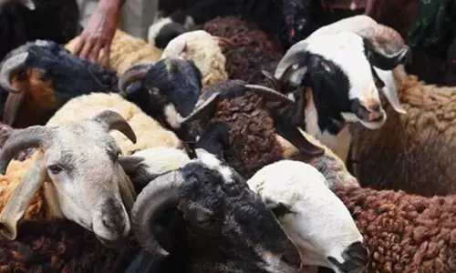 Sheep sales surge ahead of Bakrid