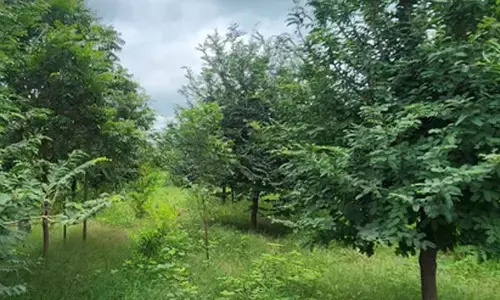 ‘Sindoor Van’ to honour armed forces in Gujarat, 20 acre forest project announced