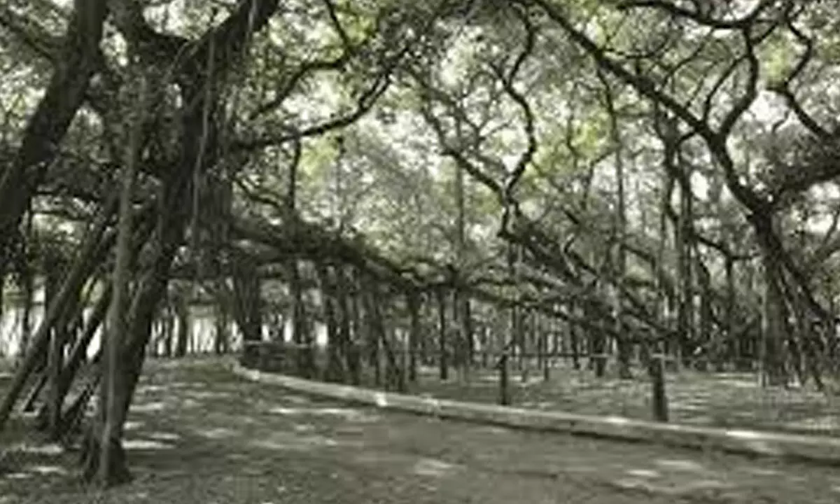250-Year-Old Banyan Tree Uprooted and Transplanted Amid Road Expansion Work