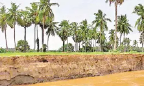 Erosion eating into coconut plantations