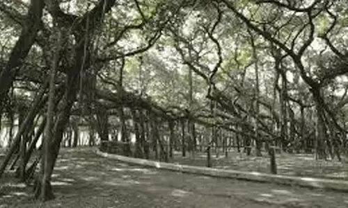 250-Year-Old Banyan Tree Uprooted and Transplanted Amid Road Expansion Work