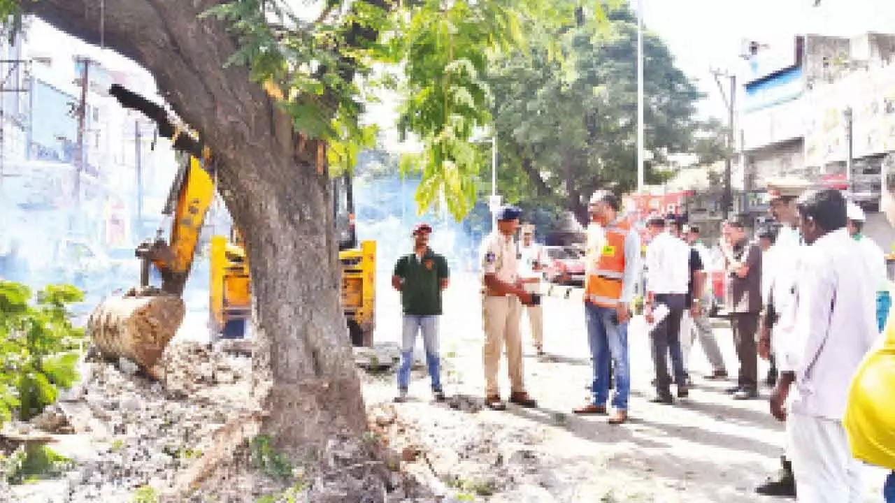 Bitten by green bug, traffic cops relocate tree to ease congestion