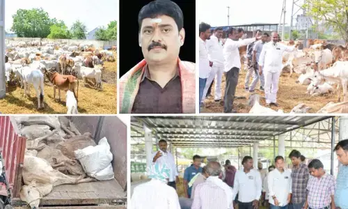 outrage over death of 31 cows in Vemulawada Goshala