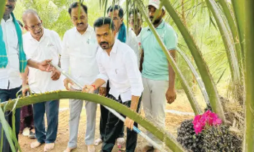 MLA stresses on oil palm cultivation