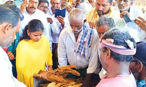 Markfed starts black burley tobacco procurement at Parchur