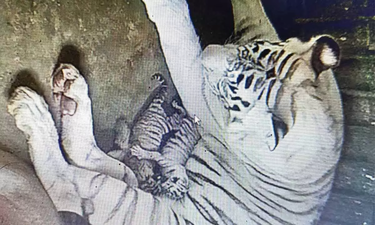 Two tiger cubs born in zoo Two tiger cubs born in zoo