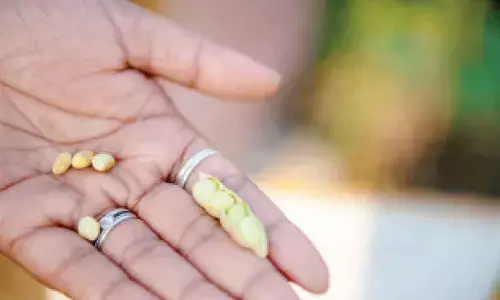 ICRISAT develops world’s first extreme heat-tolerant pigeon pea through speed breeding