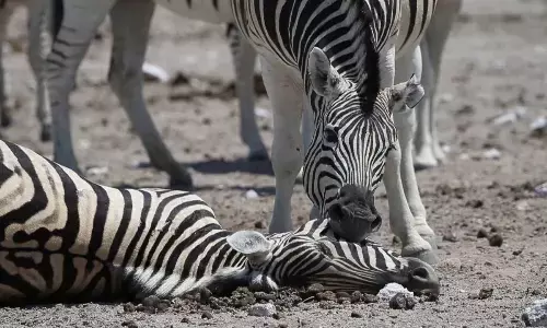 Pregnant Plains Zebra Dies in Mangaluru Zoo After Accident; Probe Ordered
