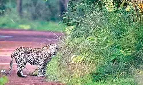 Safari tourists overjoyed after leopard sighting in Nallamala