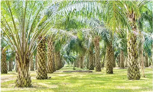 Farmers encouraged to opt for oil palm cultivation