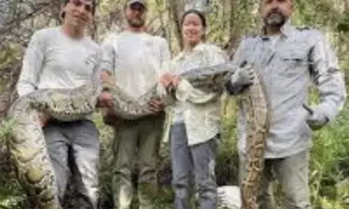 Florida removes over 1,000 Burmese pythons in Everglades conservation drive
