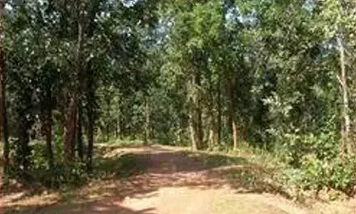 Forest clearance for 11 roads