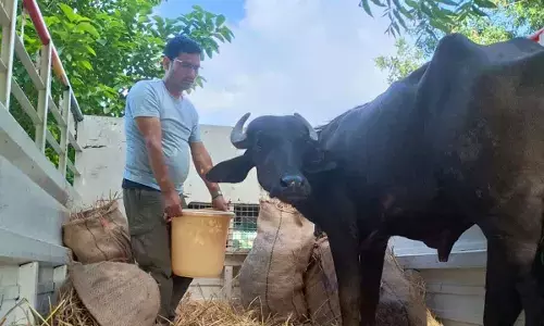Buffalo calf rescued from sacrifice