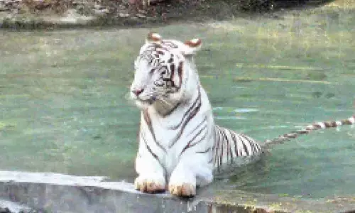 Delhi Zoo partners with Vantara to strengthen animal care