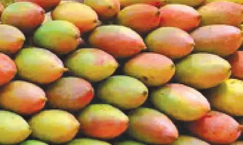 Lift Totapuri mango ban: Siddaramaiah writes to Andhra CM