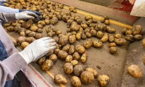 Himachal to set up potato processing plant in Una