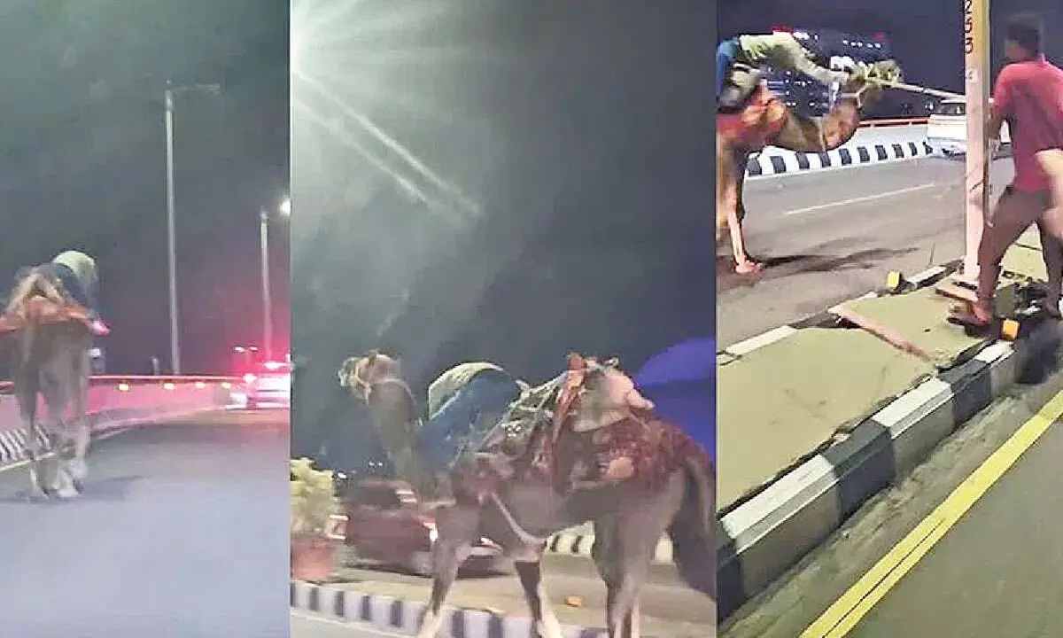 Man rides camel on PVNR Expressway Man rides camel on PVNR Expressway