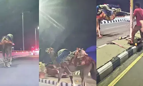 Man rides camel on PVNR Expressway