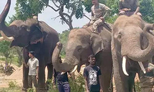 Kumki elephants yet to come to the rescue of farmers