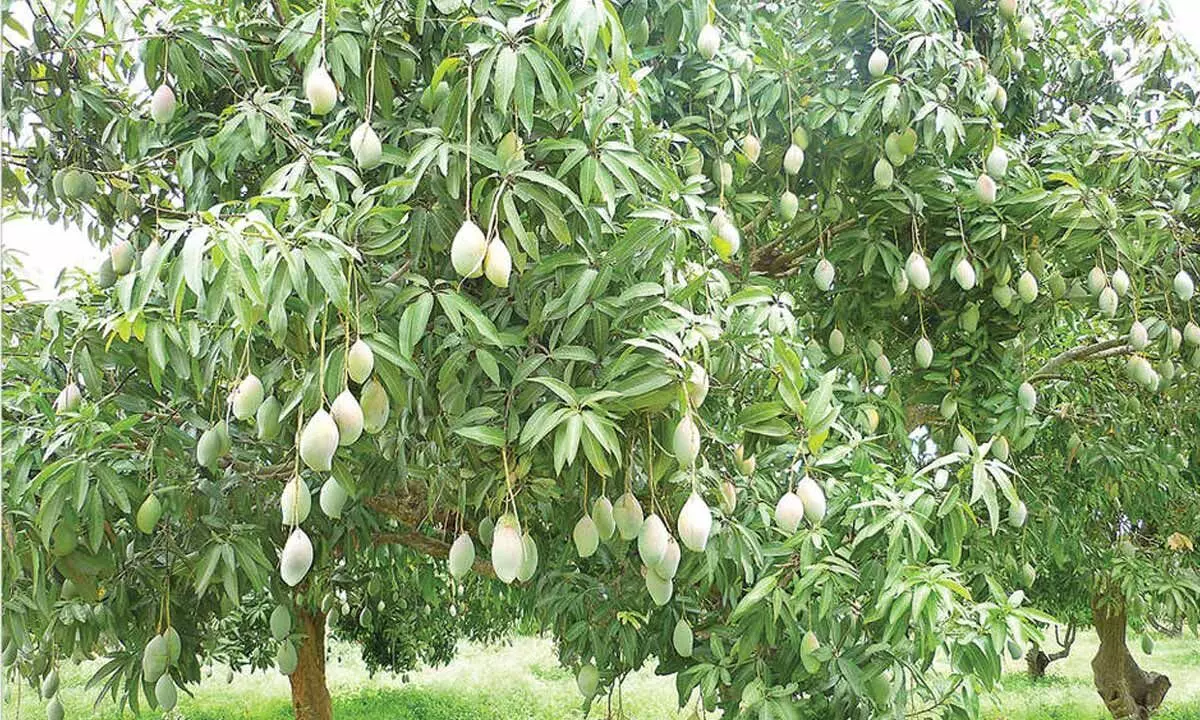 Mango farmers ‘reduced to pulp’ in Chittoor dist