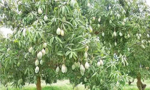 Mango farmers ‘reduced to pulp’ in Chittoor dist