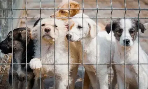 Animal Protection Organisations Urge Immediate Closure of Palamur Biosciences for Systemic Animal Cruelty and Regulatory Violations