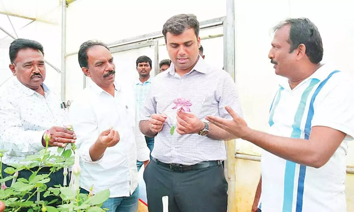 Seema’s rose farmer blooms big on the global market Seema’s rose farmer blooms big on the global market