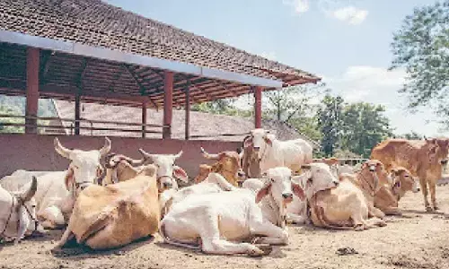 CM Revanth calls for comprehensive cow protection policy