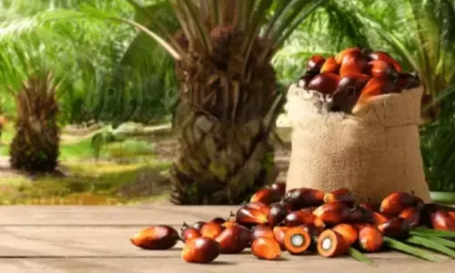 Can palm oil be part of a healthy diet? Experts say yes—if we rethink our food mindset