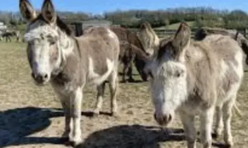 AI app helps visitors identify donkeys at Isle of Wight Sanctuary