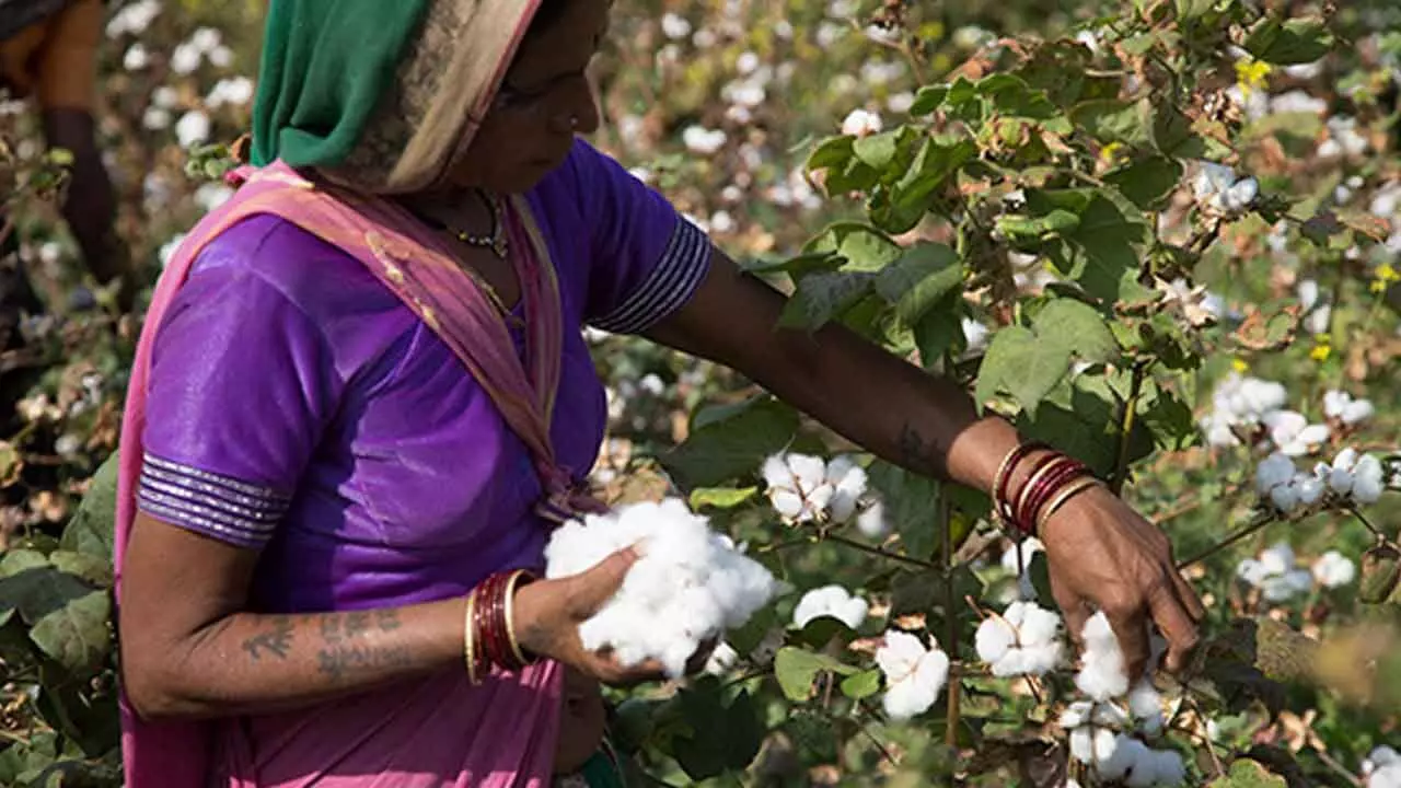 Awareness prog on modern cotton farming practices held Awareness prog on modern cotton farming practices held