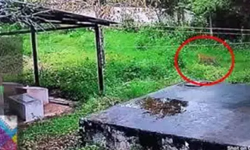 Tiger and cub sighted in Hunsur