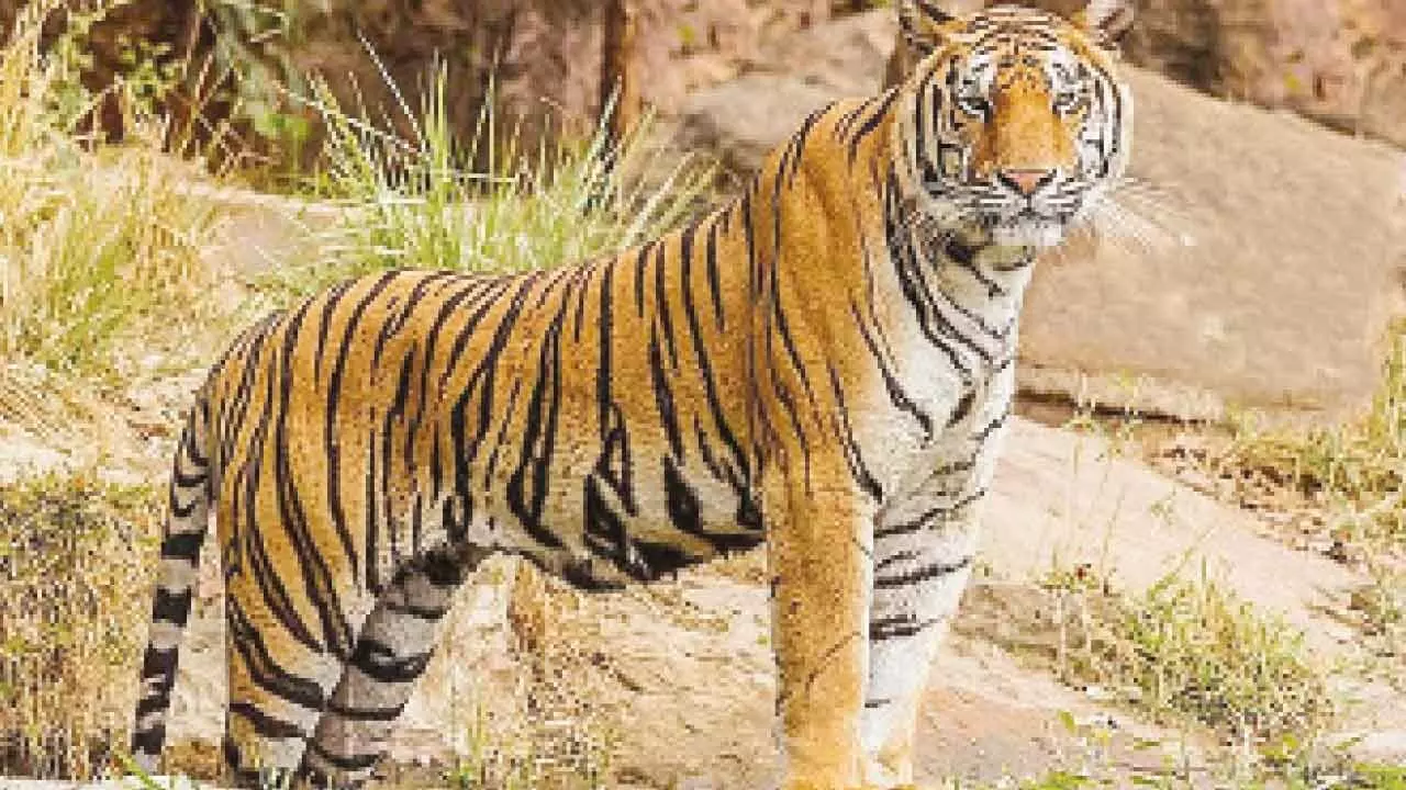 Woman killed near Bandipur Reserve