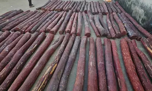 Red sanders smuggler gets 5-year jail