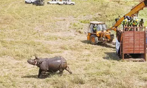 Two new rhino rehabilitation areas to be set up in Dudhwa