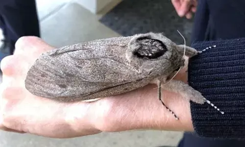 Australian moths master long-distance migration using starry skies