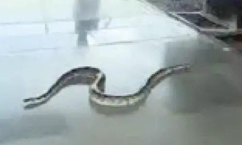 ‘Snake’ sighting in Metro causes panic