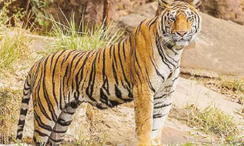 Woman killed near Bandipur Reserve