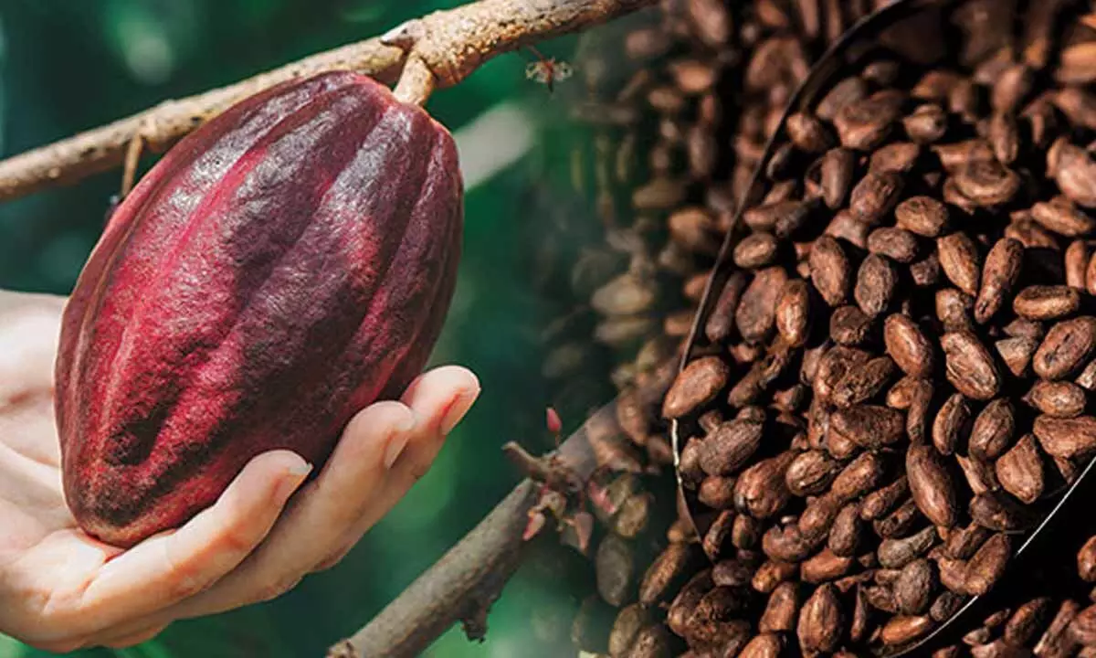 250.17 MT cocoa beans procured in EG dist 250.17 MT cocoa beans procured in EG dist