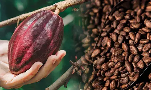 250.17 MT cocoa beans procured in EG dist