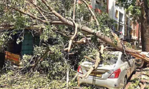 Khandre orders removal of dangerous trees, branches ahead of monsoon