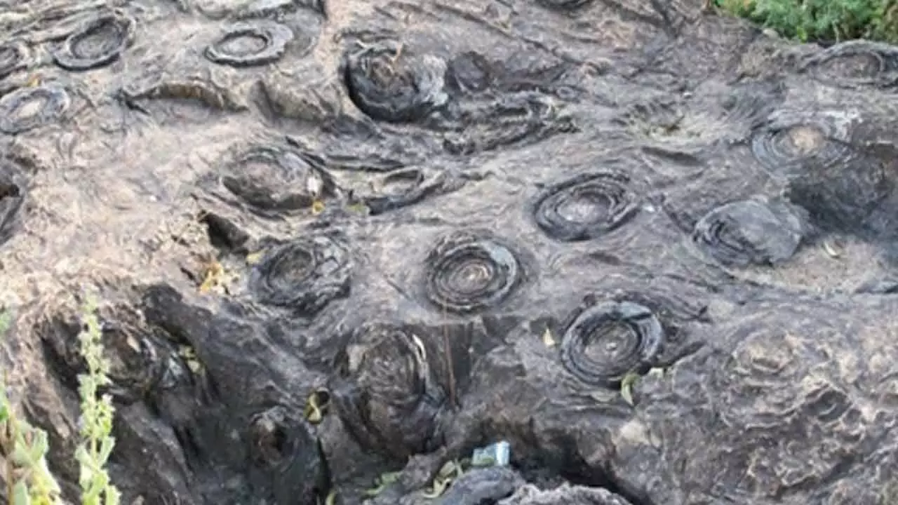 UP’s Salkhan Fossils Park joins Unescos tentative World Heritage List UP’s Salkhan Fossils Park joins Unescos tentative World Heritage List