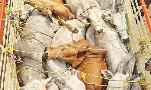 Cops, welfare orgs help free 2,000 cattle