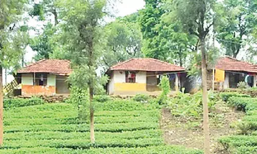 BJP leader’s coffee plantation devastated
