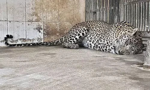 Leopard rescued from Kurnool dies at Tirupati zoo